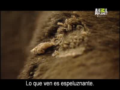 Animal Planet Latin